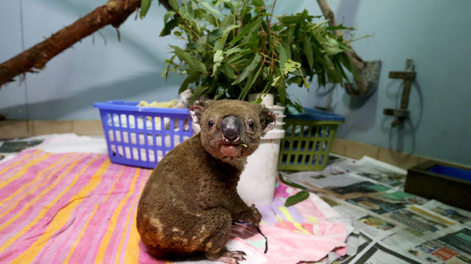 A koala named Paul from Lake Innes Nature Reserve recovers from his burns in the ICU at The Port Macquarie Koala Hospital on November 29, 2019 in Port Macquarie, Australia. (Photo: Nathan Edwards, Getty Images)