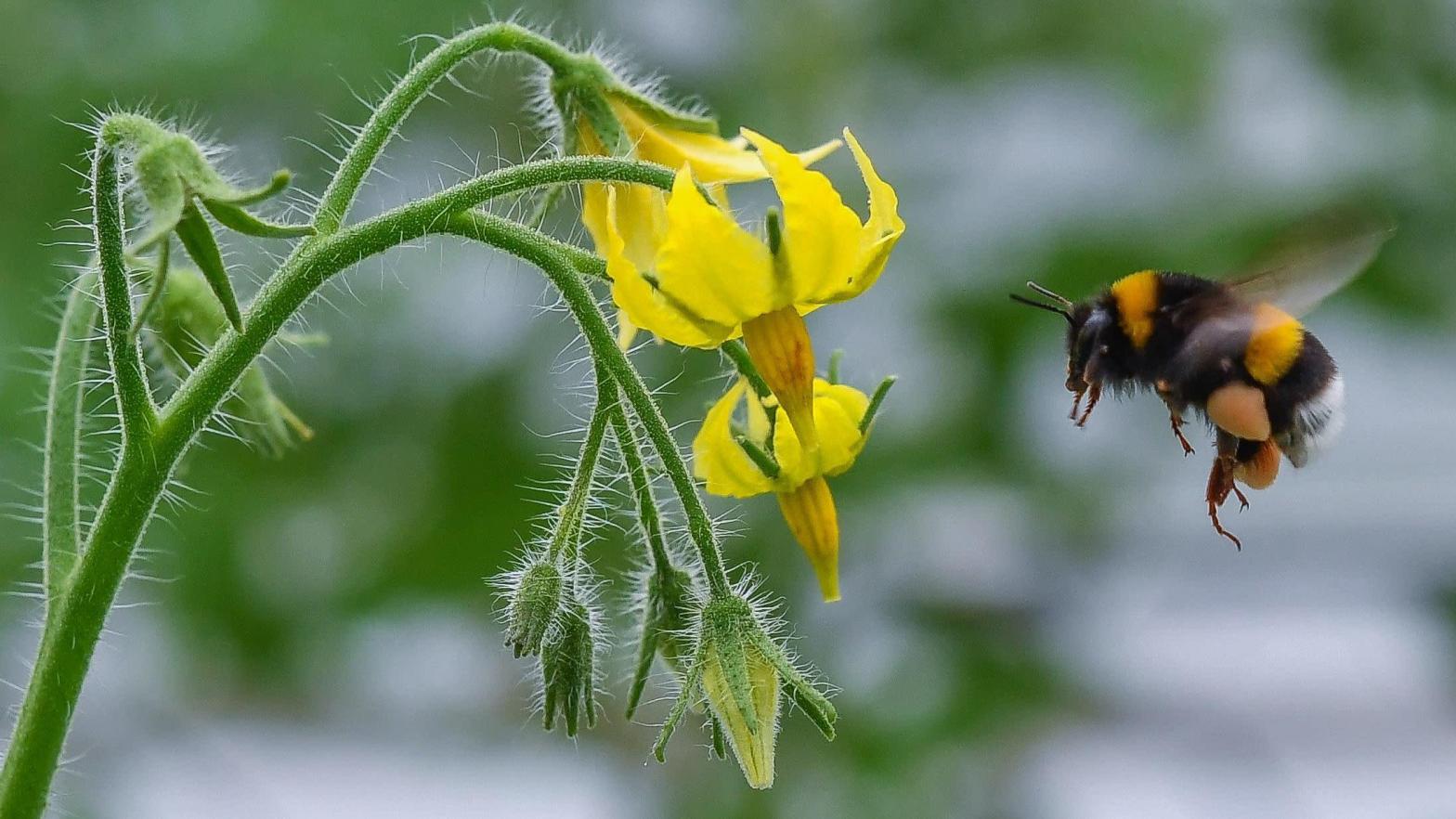 This tomato plant needs this bee!  (Photo: Patrick Pleul, Getty Images)