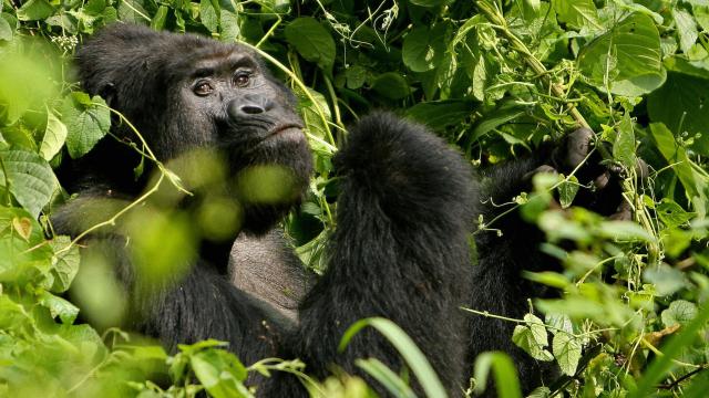 Some Gorillas Have Tested Positive For COVID-19