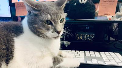 My Cat Wanted to Blog, So I Let Him Write This One