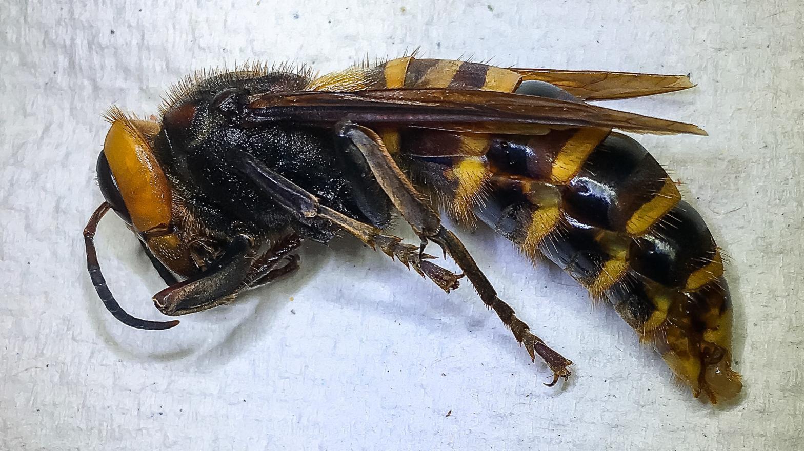 I guess this one would be a murderED hornet, huh? Get it? Because it's dead.  (Photo: Washington State Department of Agriculture)