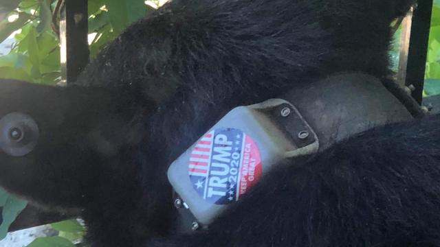 Bear Cursed With Trump Sticker Perfectly Encapsulates 2020