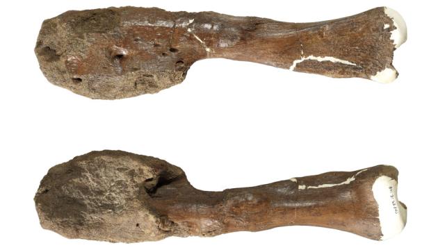 Paleontologists Identify Cancer in a Dinosaur Fossil for the First Time