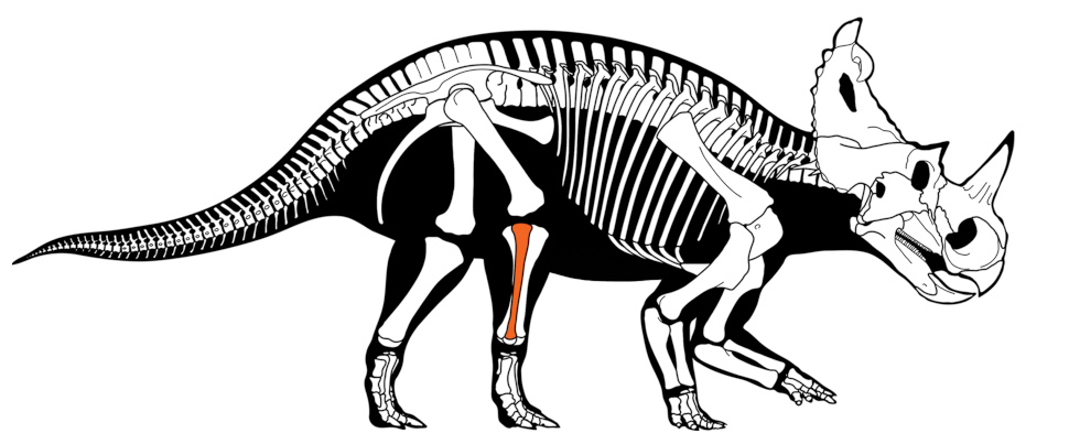 Skeletal outline of Centrosaurus apertus, with femur indicated.  (Image: Danielle Dufault)