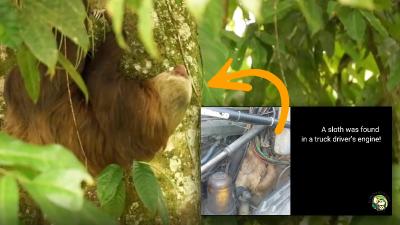 Sloth Safely Returned To Trees After Accidentally Taking A 64 Kilometre Truck Trip