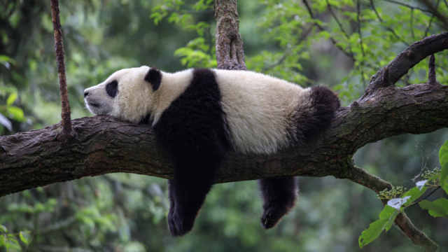 Giant Panda Conservation is Failing to Revive the Wider Ecosystem