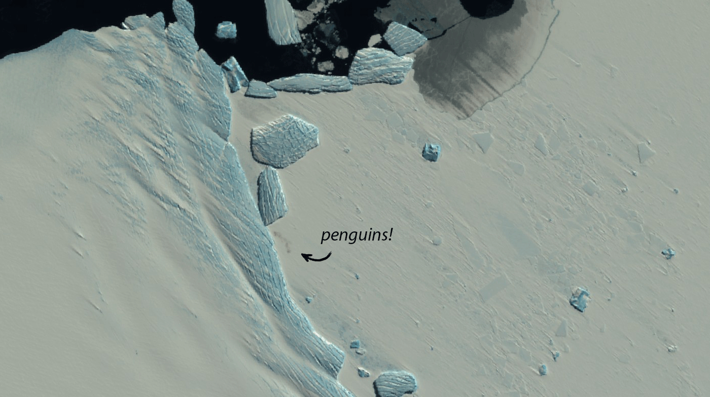 An emperor penguin colony captured via Sentinel-2 on November 3, 2019, at Cape Poinsett in Antarctica. (Image: Sentinel-2/ESA)