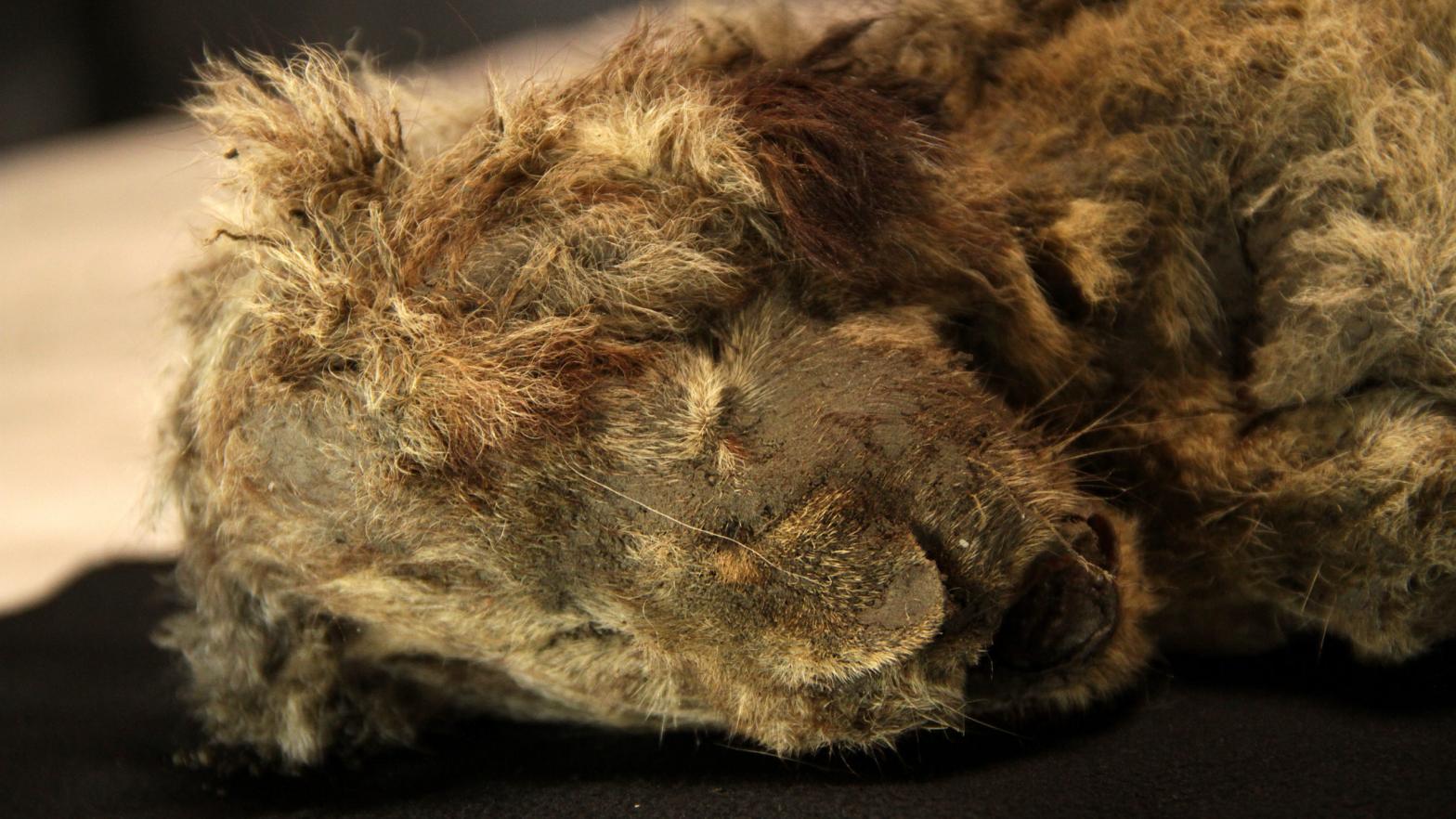 Well-preserved remains of 28,000-year-old cave lion cub, found two years ago in Siberia.  (Image: Love Dalén)