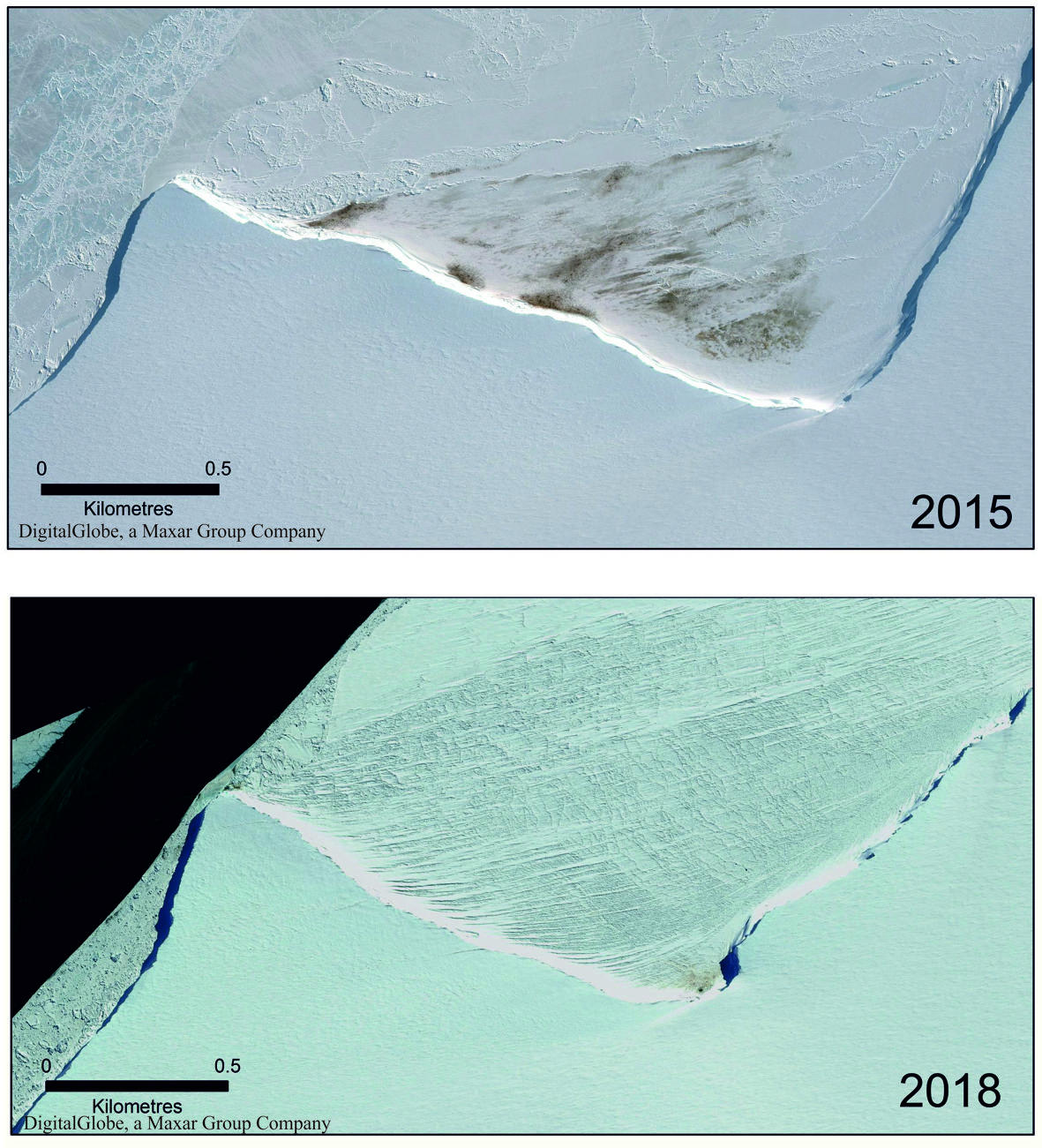 The Halley Bay emperor penguin colony declined dramatically from 2015 to 2018, as these satellite images show. As of 2019, the colony has disappeared.