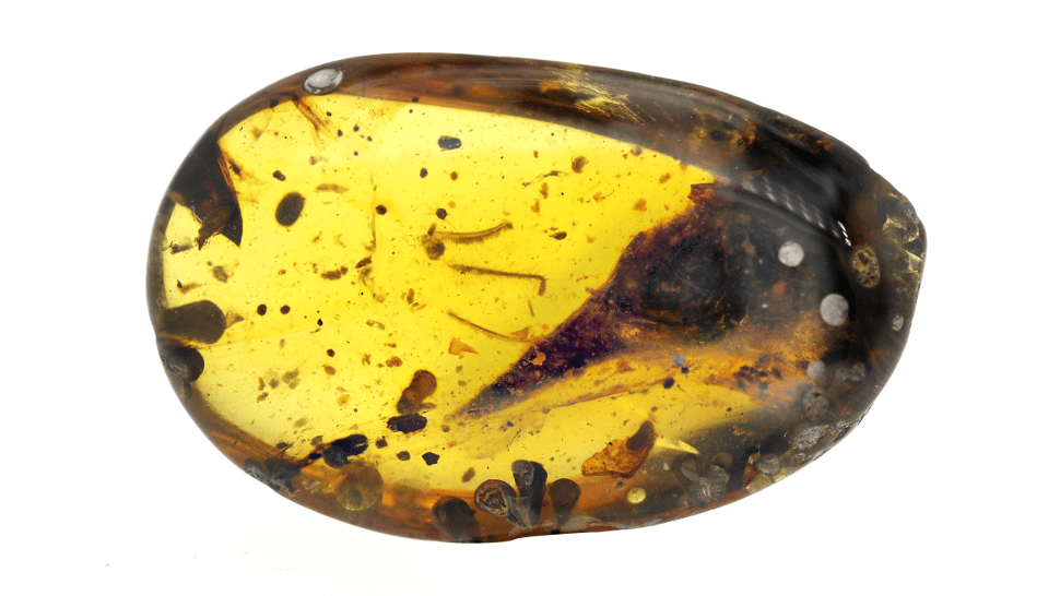 A beautifully preserved skull in 99-million-year-old Burmese amber. (Image: Lida Xing)