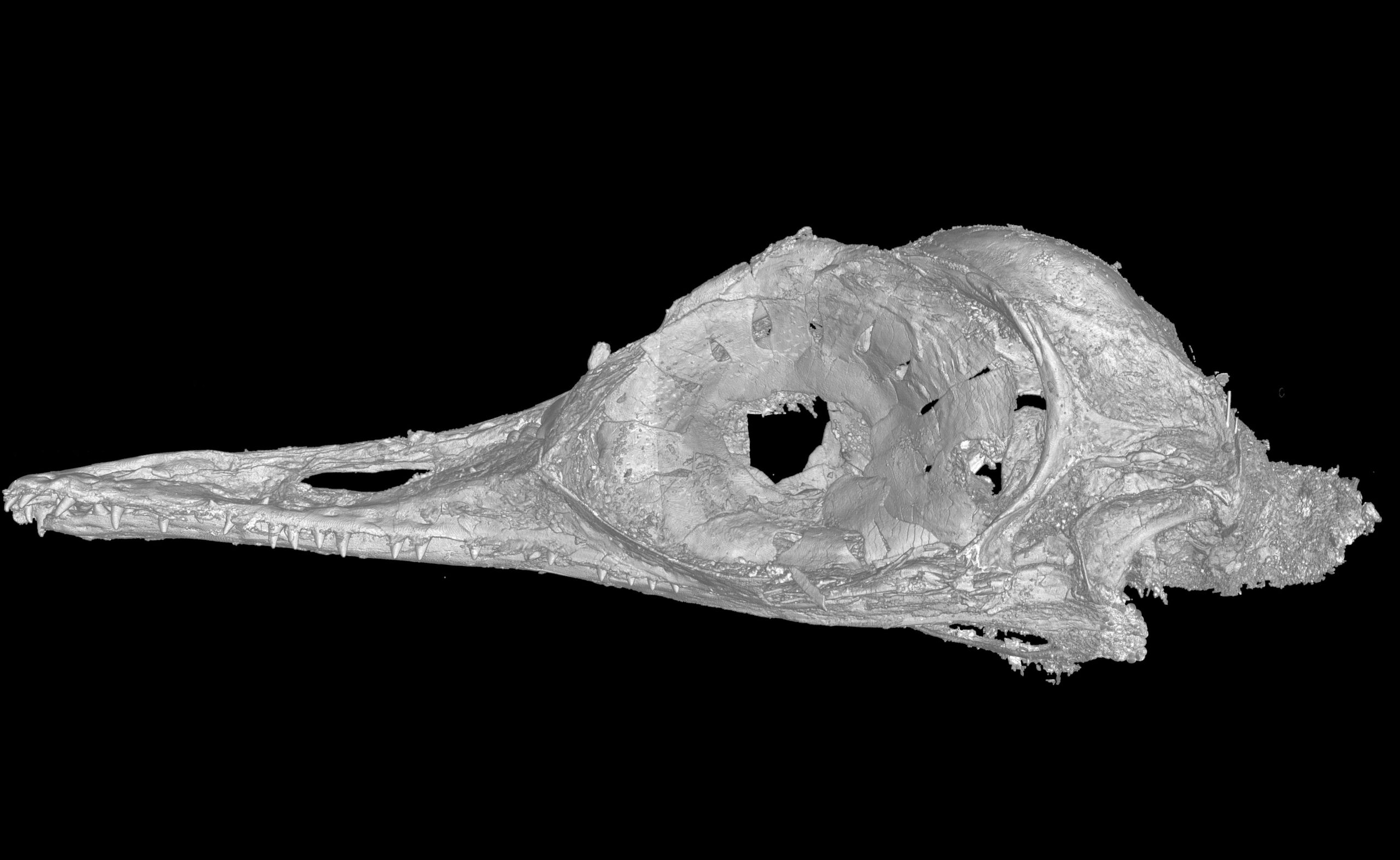 CT scan of Oculudentavis skull. (Image: L. Xing et al., 2020/Nature)
