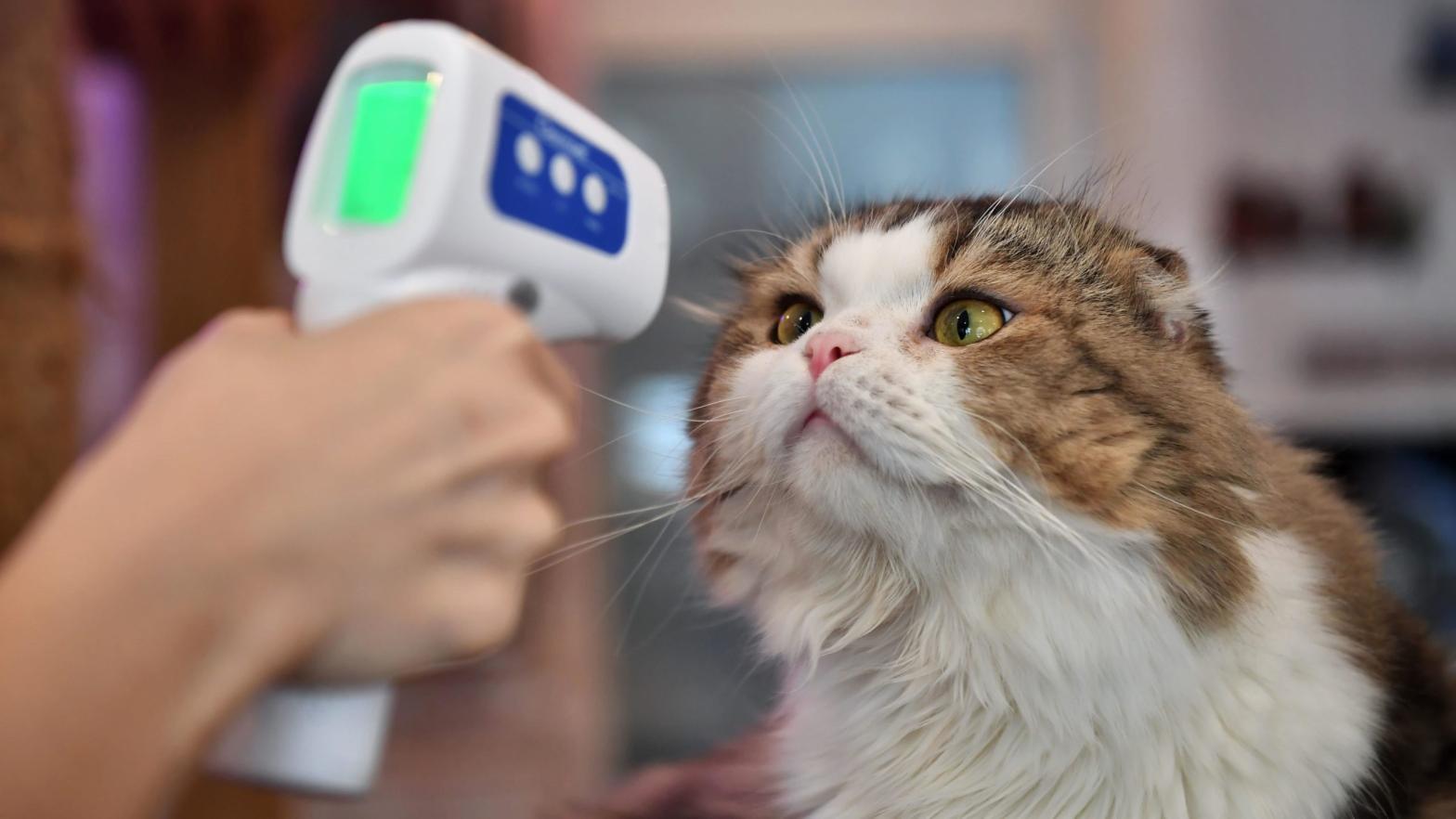 A cat at the Caturday Cat Cafe in Bangkok, Thailand having its temperature taken this past May. (Image: Lillian Suwanrumpha, Getty Images)