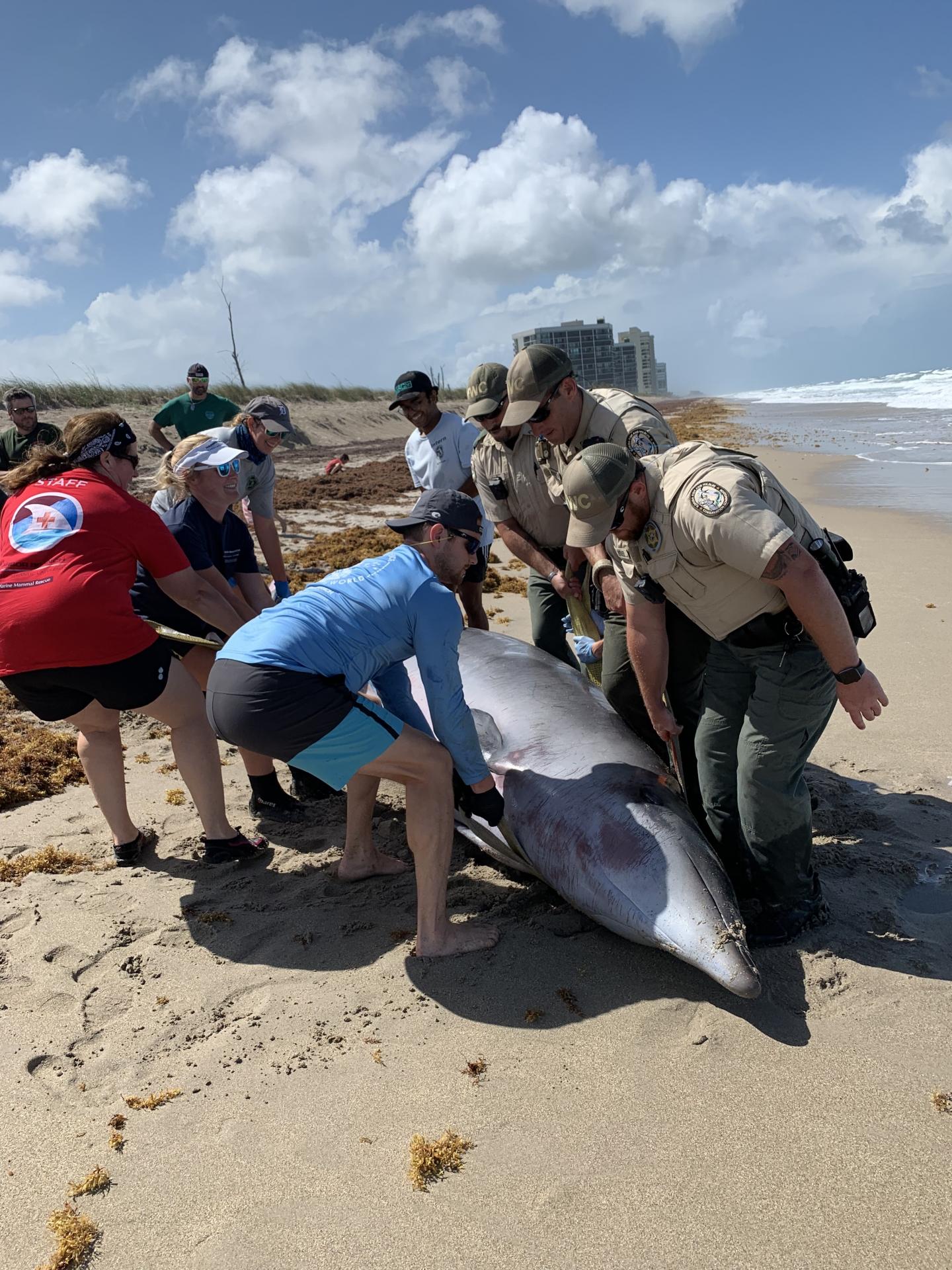 A Gervais' beaked whale being moved up the beach in St. Lucie county, Florida.  (Image: Annie Page-Karjian)