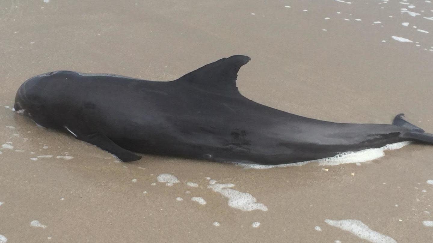 A stranded melon-headed whale in Florida.  (Image: Wendy Marks)
