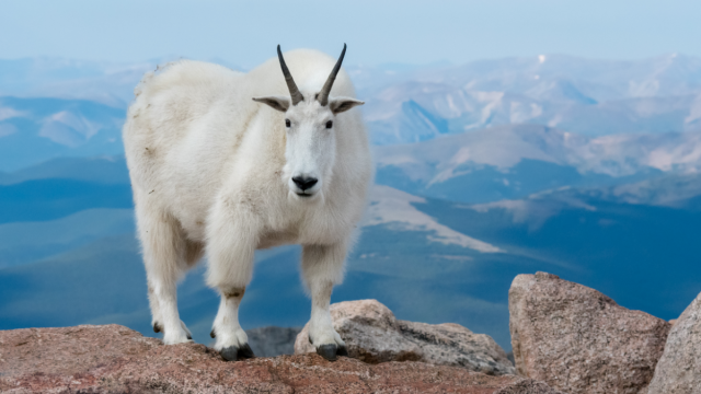 Studying the Genome of Mountain Goats Shows Us How They Adapted to Their Environment