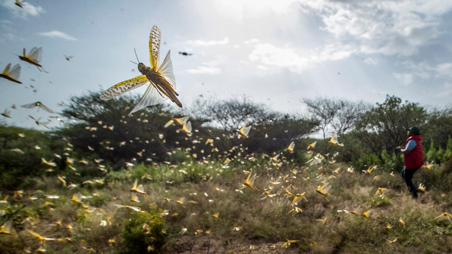 Swarming locusts in Kenya, February 1, 2020.  (Image: Ben Curtis, AP)