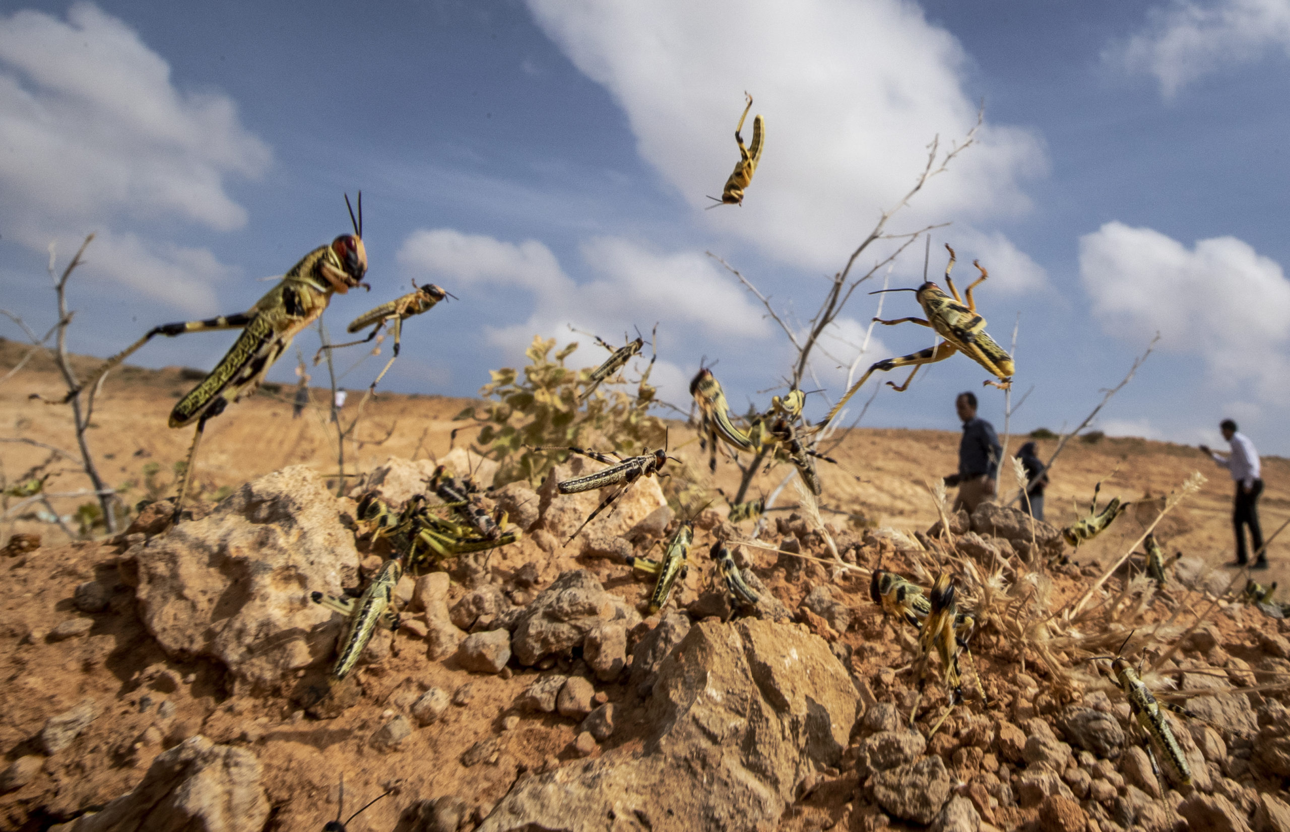 Immature desert locusts in Somalia on February 5, 2020. (Image: Ben Curtis, AP)