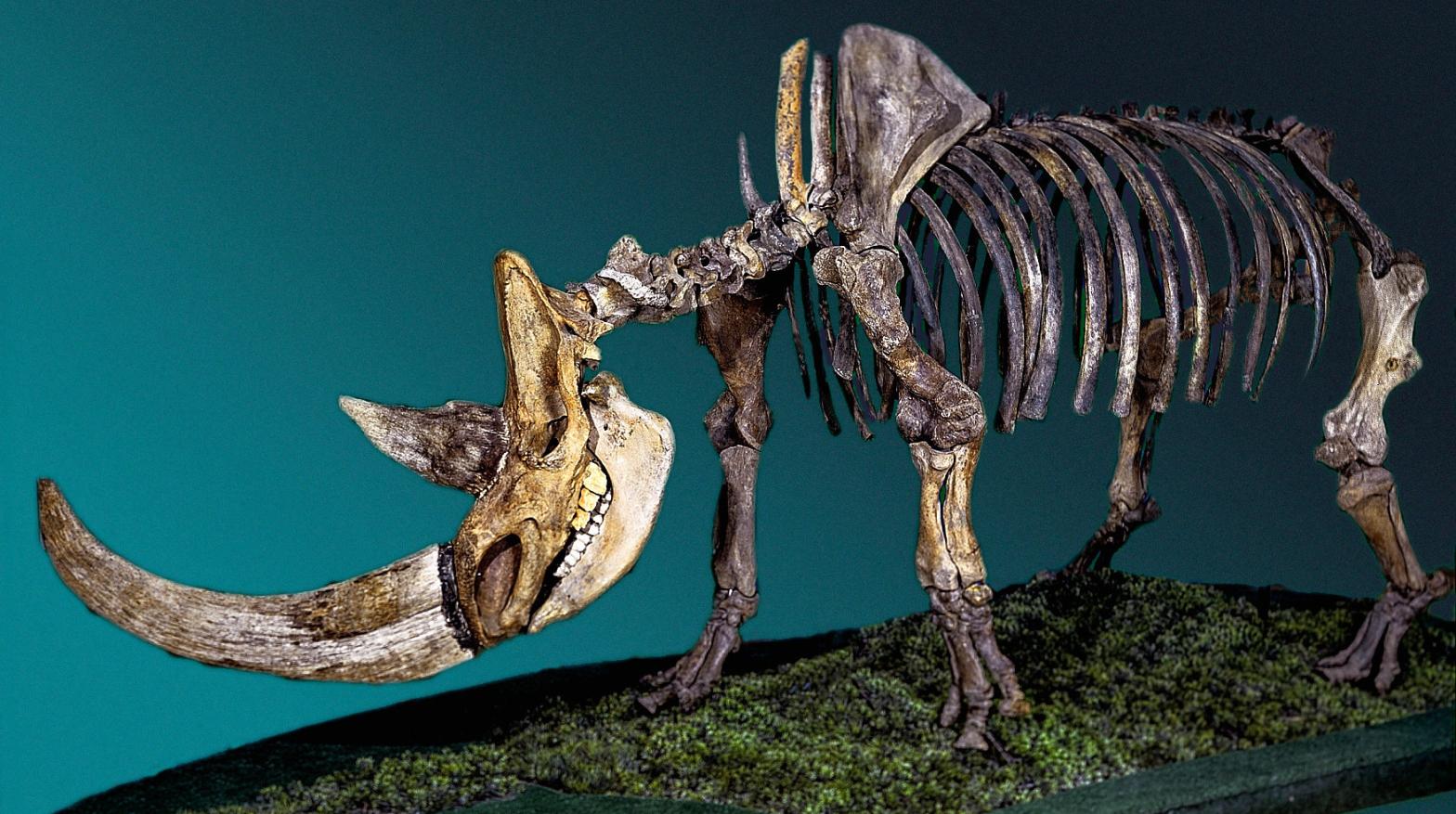 A woolly rhinoceros skeleton. (Image: Fedor Shidlovskiy)