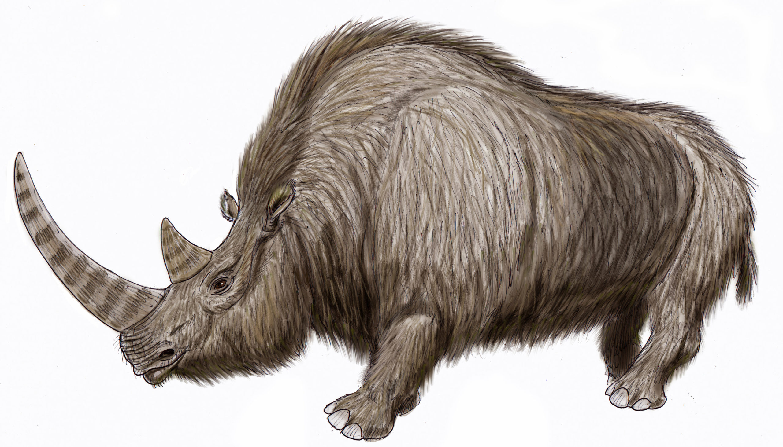 Artist's reconstruction of Wooly Rhinoceros (Illustration: Wikimedia Commons, Fair Use)