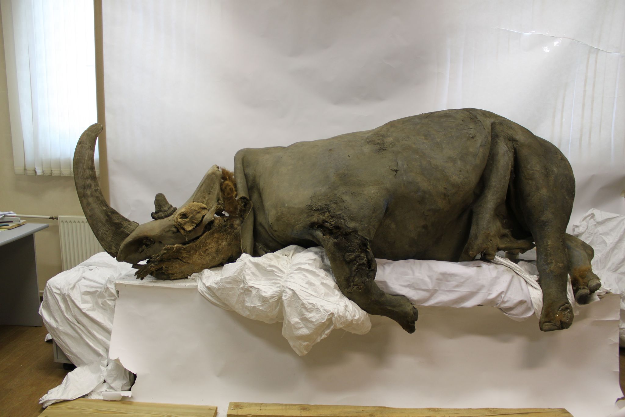 A remarkably well-preserved woolly rhinoceros. (Image: Sergey Fedorov)