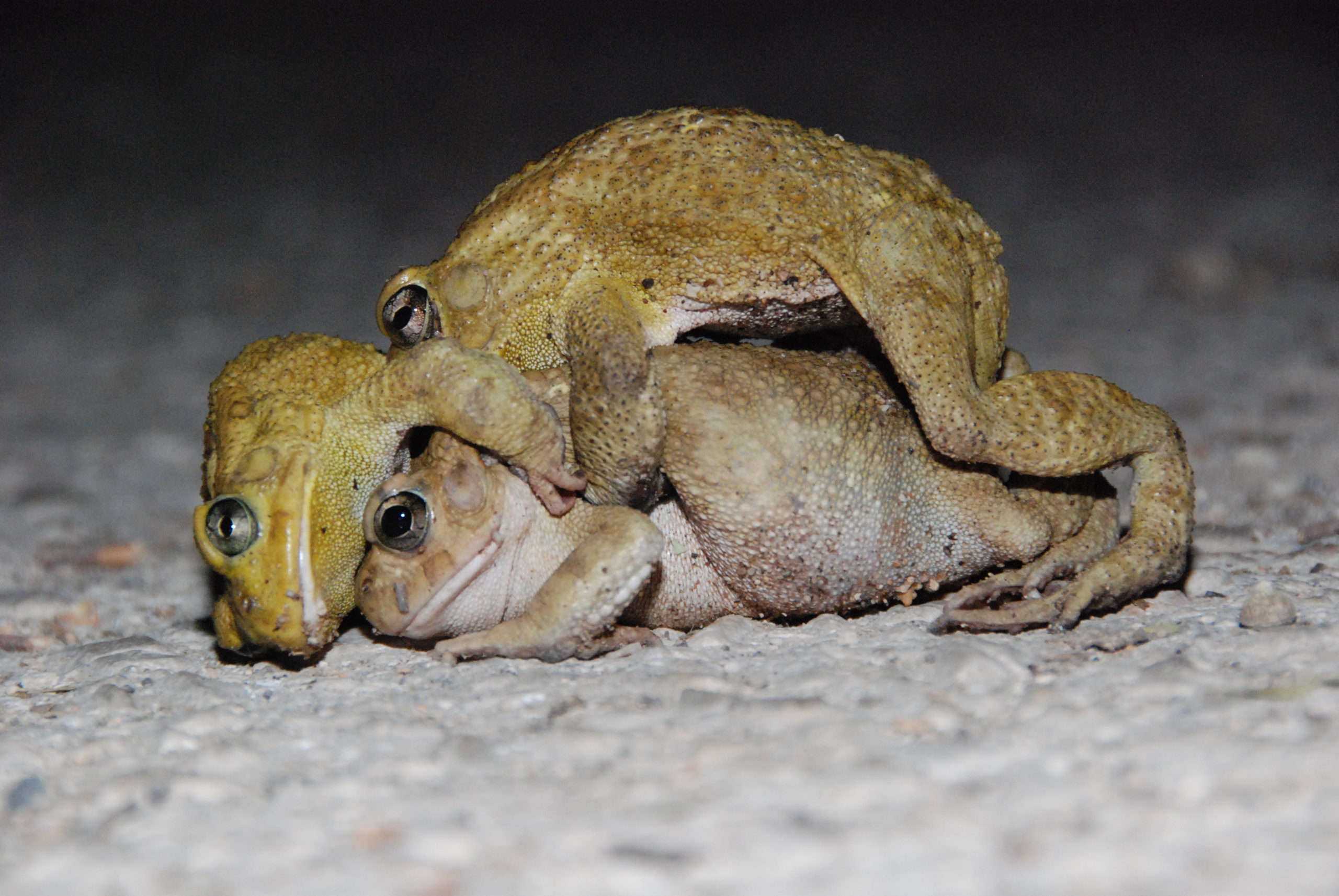 Two smaller male toads compete for mating access to a female (Photo: Nobuyuki Yamaguchi)