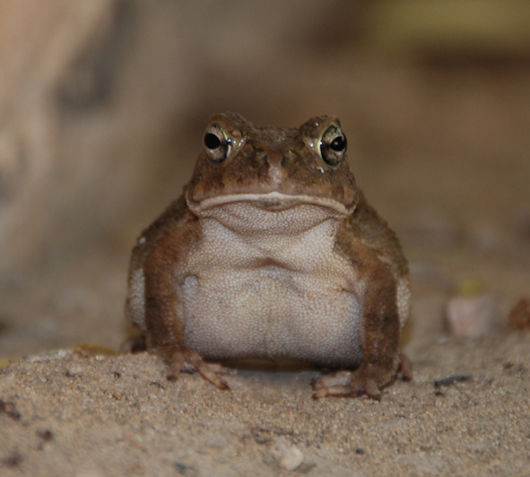 An African common toad engages in a stare-down on the Qatar University campus (Photo: Nobuyuki Yamaguchi)