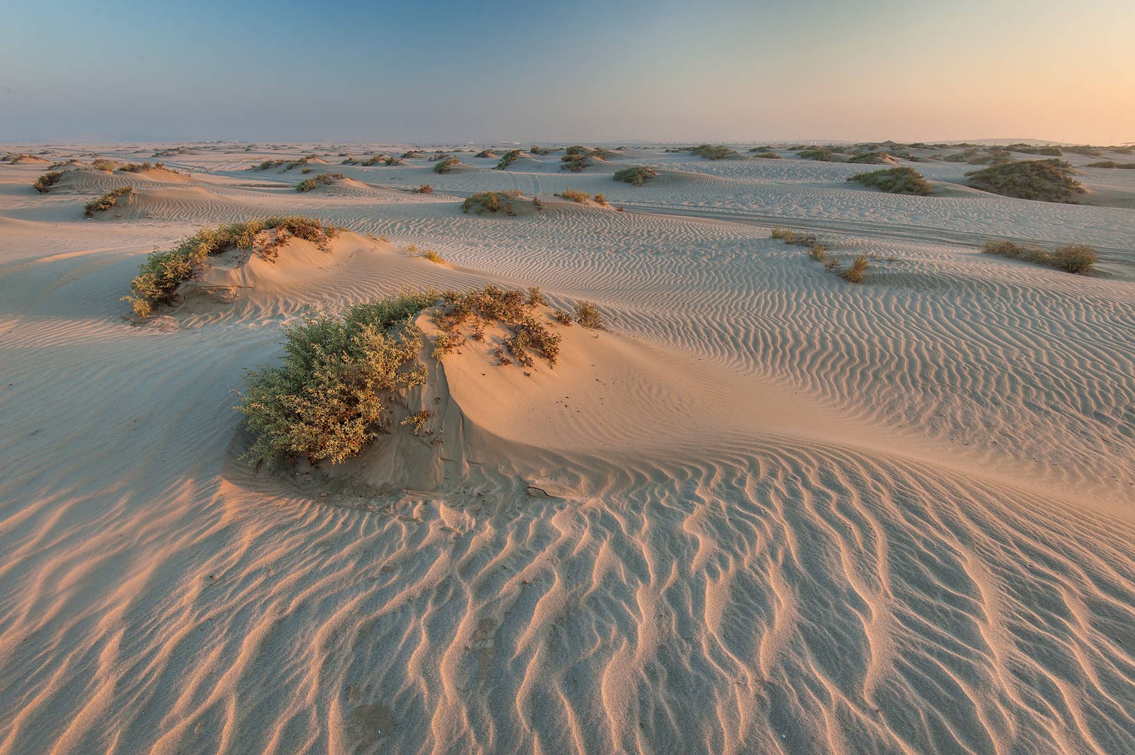 Qatar’s Deserts are Hot, Dry, and Full of Invasive Toads