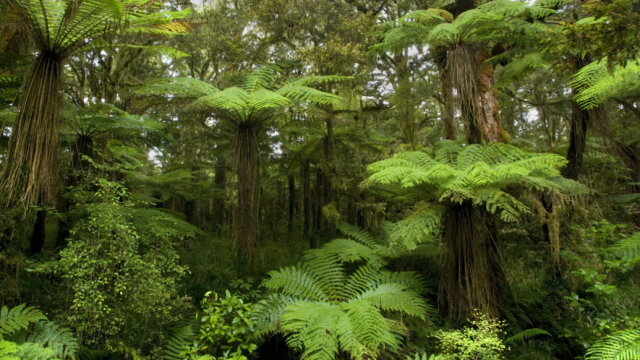 Tree Ferns are Older Than Dinosaurs, But That’s Not Even the Most Interesting Thing About Them