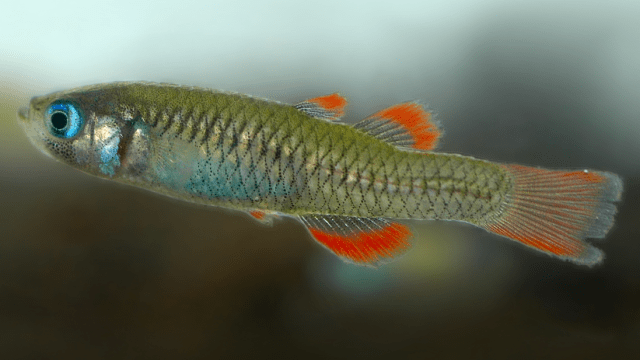 Australia’s Smallest Fish Among 22 at Risk of Extinction Within Two Decades