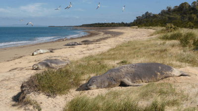 These Small Oddball Seals Once Called Australia Home