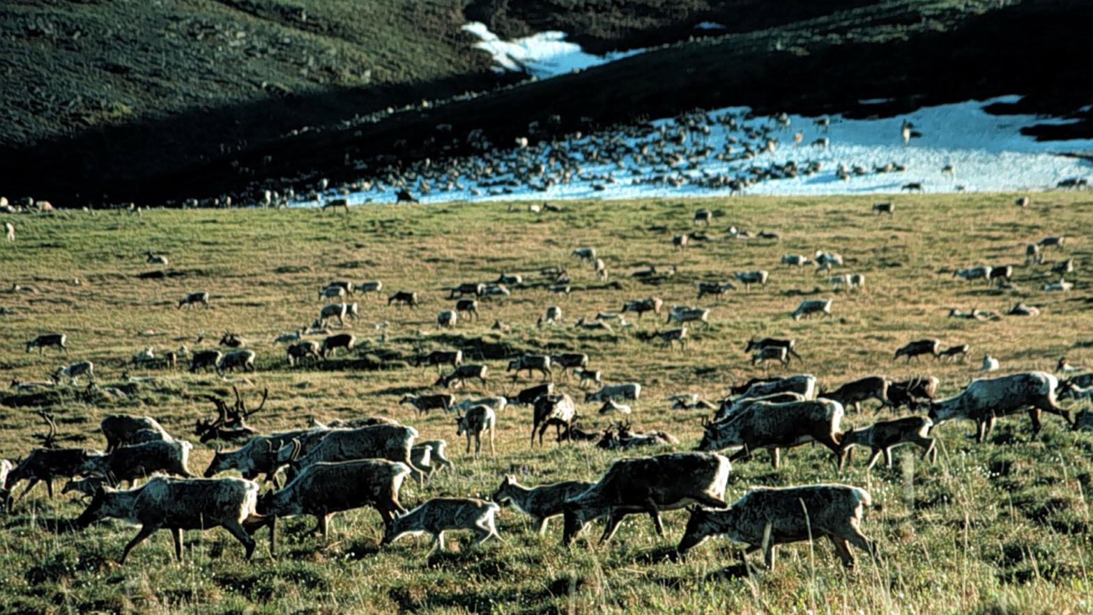 This puts these caribou at risk! (Photo: U.S. Fish and Wildlife Service, Getty Images)