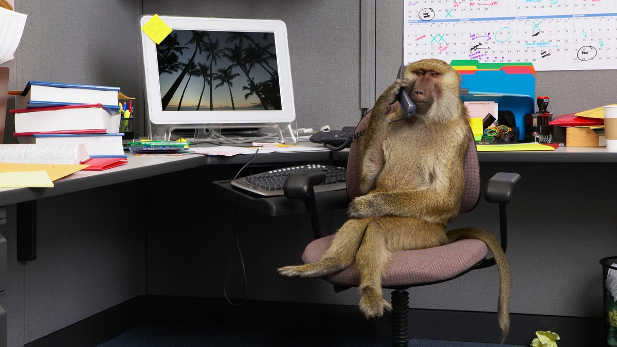 baboon office worker