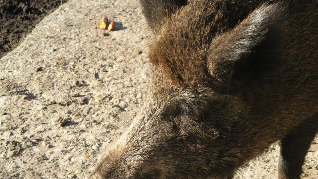 The Laptop-Stealing Wild Boar That Went Viral Might Be Shot Dead