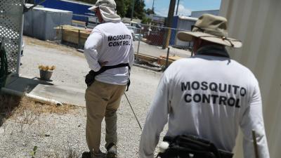 Florida Plans to Fix Its Mosquito Problem With 750 Million More Mosquitoes