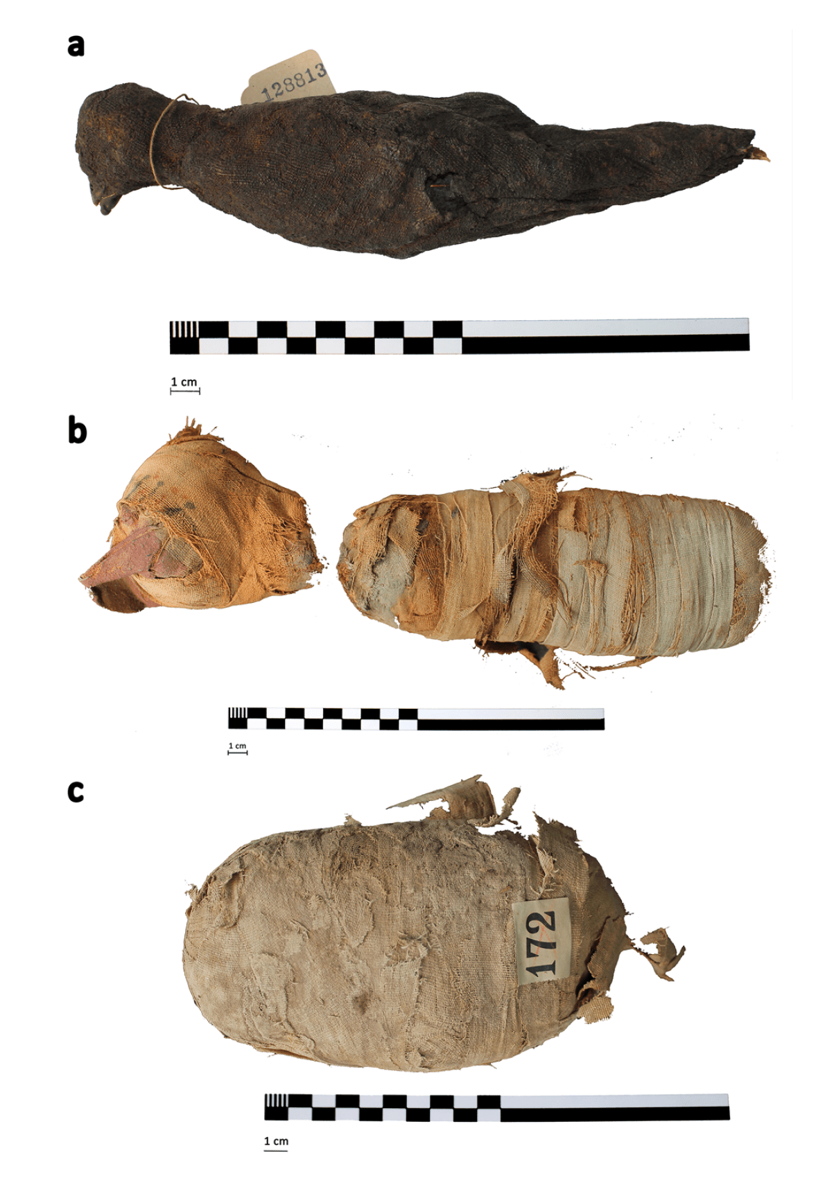 The three animal mummies analysed in the new study: (a) bird, (b) cat, (c) snake.  (Illustration: Swansea University)