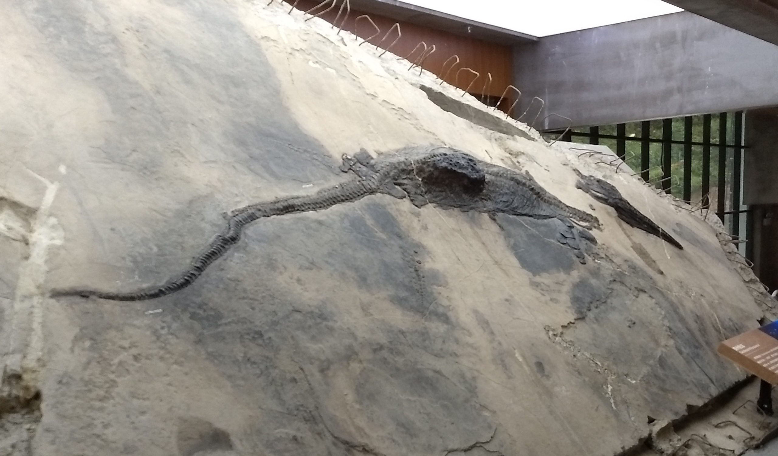 The ichthyosaur specimen with its stomach contents visible as a bodily protrusion. (Image: Ryosuke Motani)