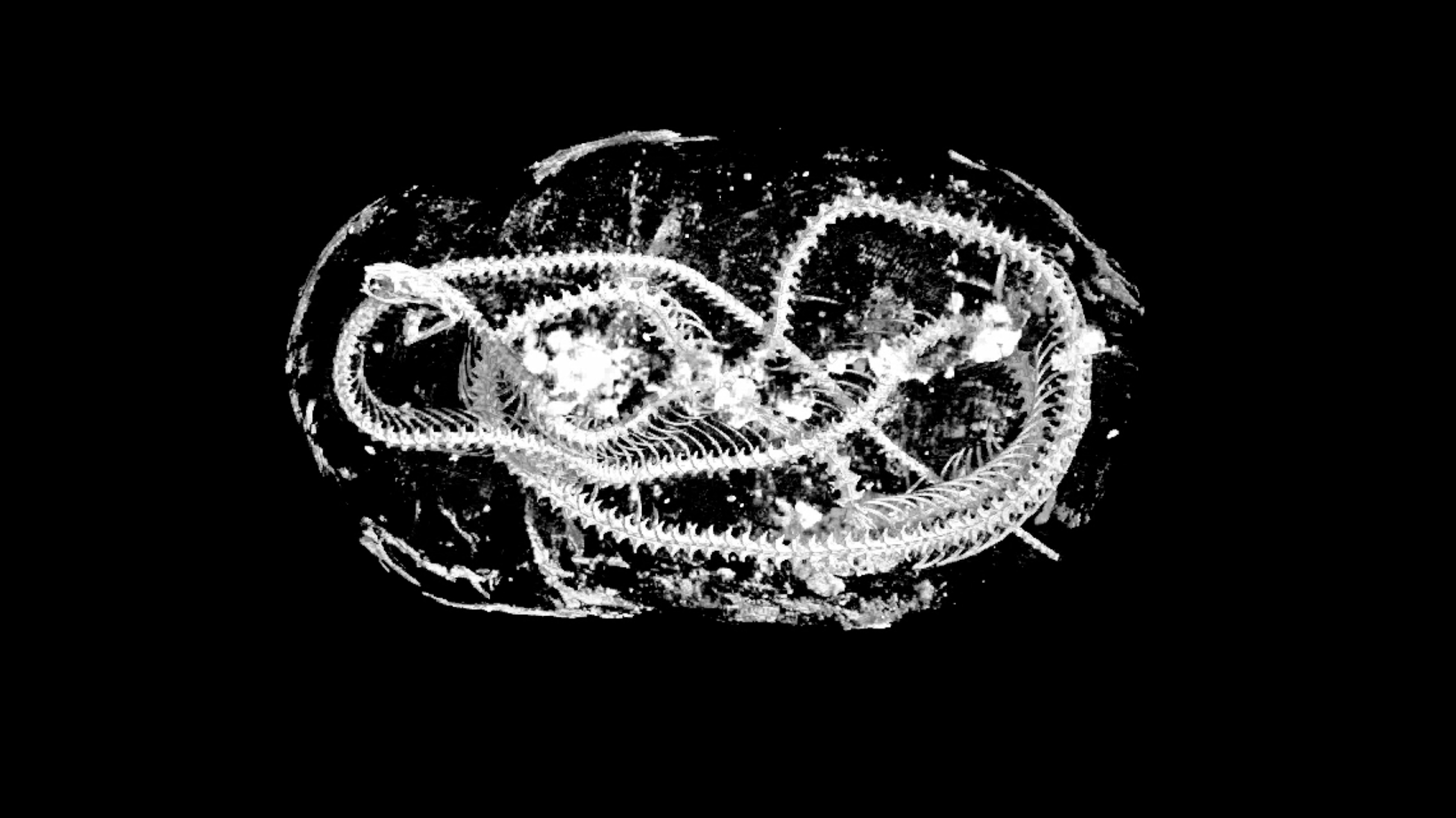 MicroCT scan showing a mummified Egyptian cobra. (Image: Swansea University)