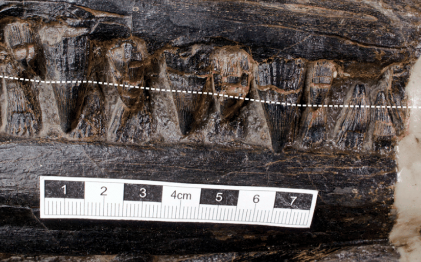 Image showing the ichthyosaur's teeth. (Image: Jiang et al./iScience)