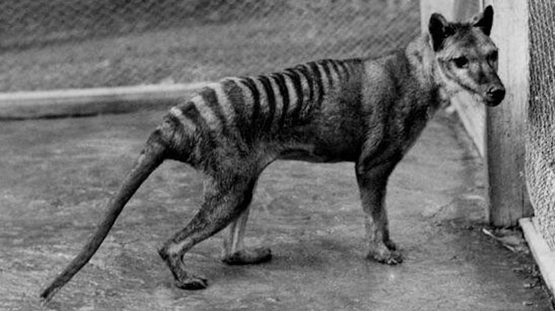 A Tasmanian tiger, or thylacine.  (Image: TMAG Tasmanian Museum and Art Gallery)