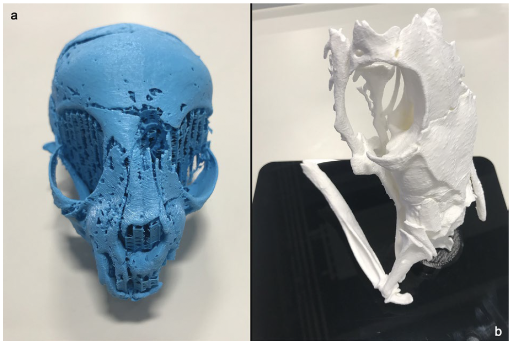3D-printed skulls from the mummified cat.  (Image: Swansea University)