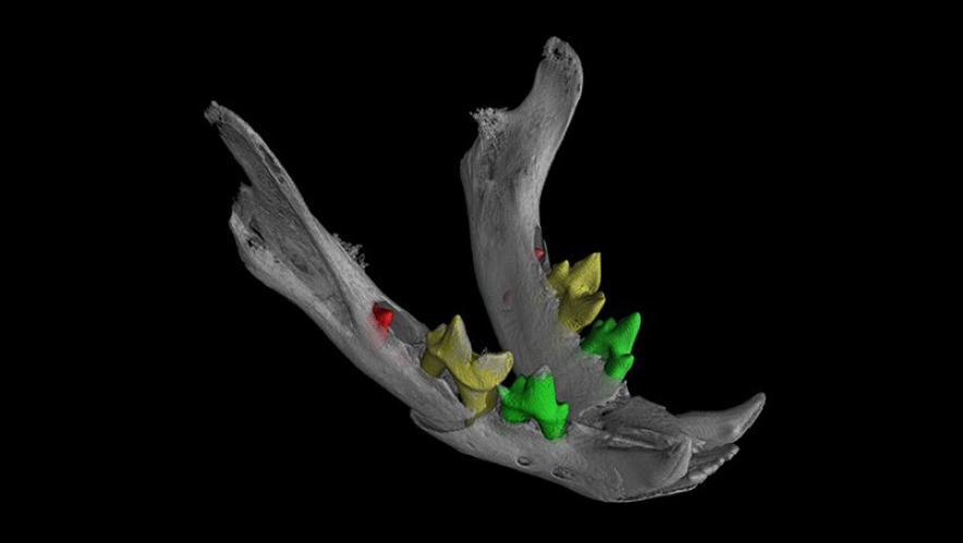 Digital rendering of the cat mandible, revealing unerupted teeth (shown in red). (Image: Swansea University)