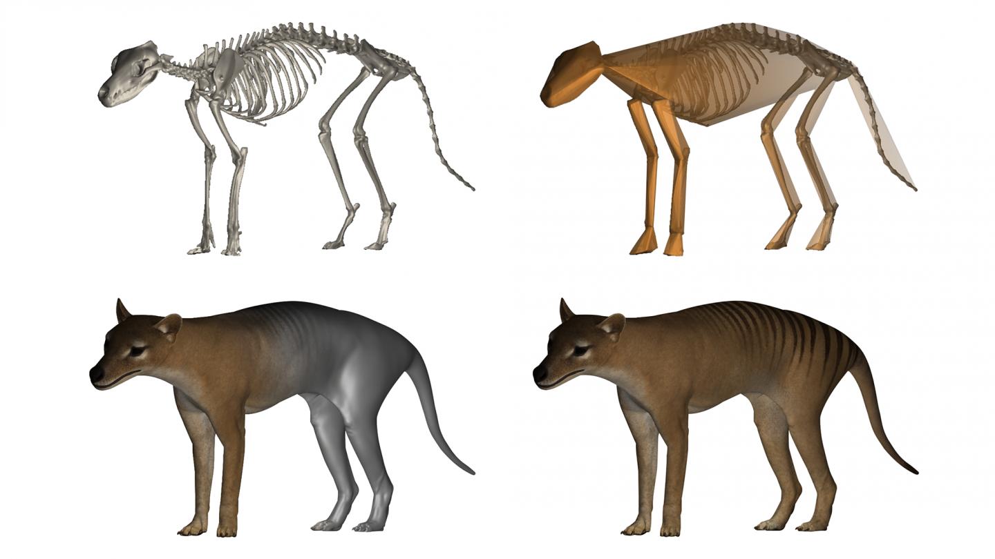 Digital reconstruction of a thylacine specimen.  (Image: Douglass Rovinsky)