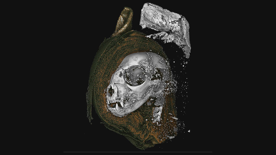 MicroCT scan of the mummified cat head.  (Image: Swansea University)