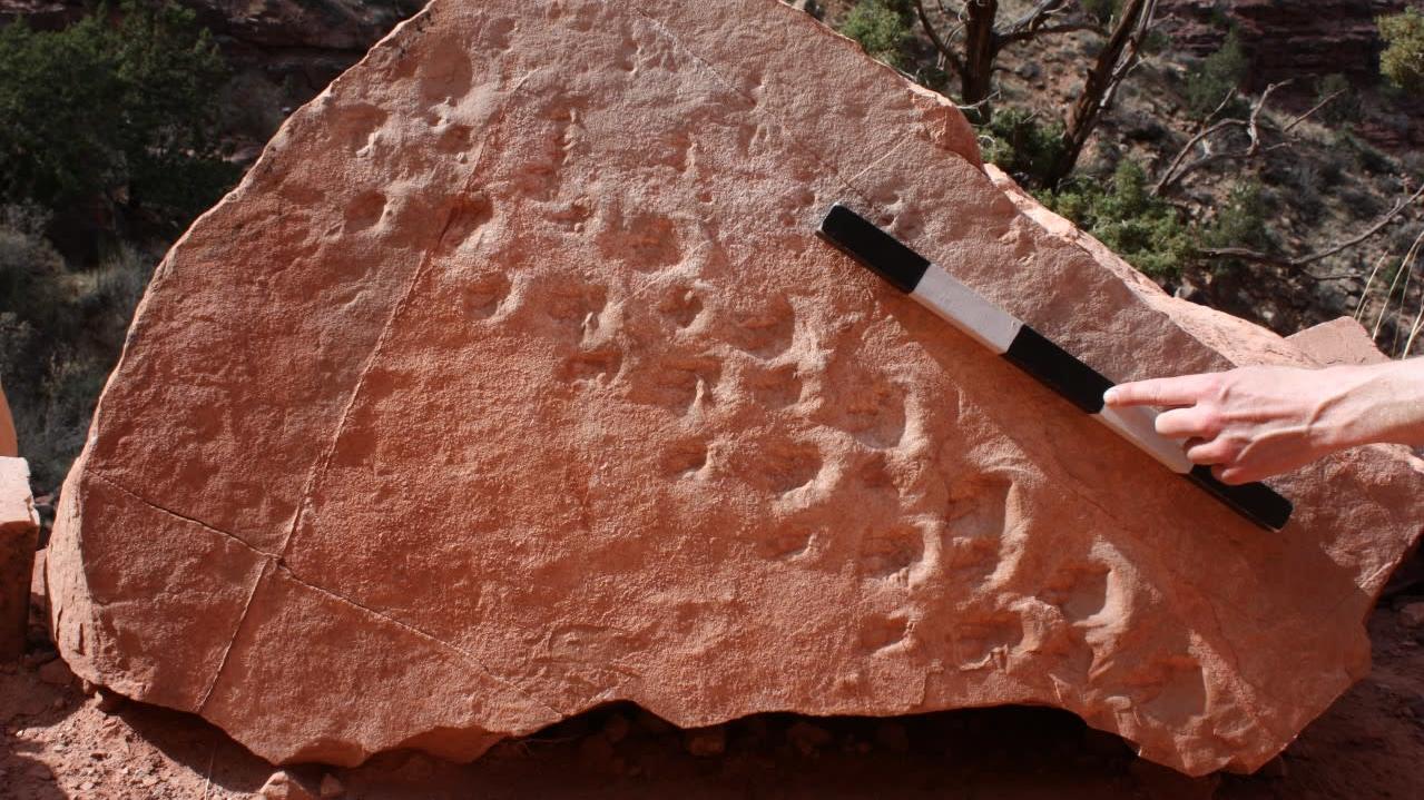 The reddish boulder embedded with 314-million-year-old footprints.  (Image: Stephen Rowland)