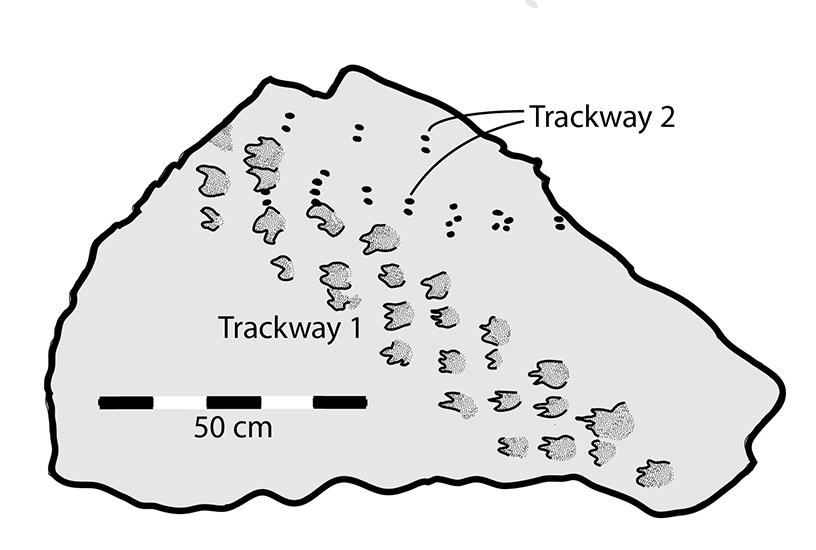 Illustration showing the two trackways on the boulder.  (Image: S. M. Rowland et al., 2020)