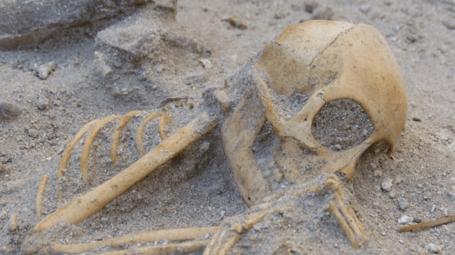 A monkey skeleton found at a pet cemetery in Berenice.  (Image: Marta Osypińska/Institute of Archaeology and Ethnology of the Polish Academy of Sciences)
