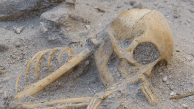 Pet Monkeys Brought to Ancient Egypt Were Buried With Sea Shells and Other Trinkets