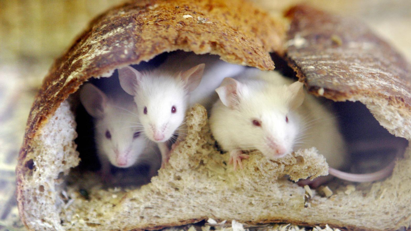 Mice take shelter in a loaf of bread. (Photo: YOSHIKAZU TSUNO/AFP, Getty Images)