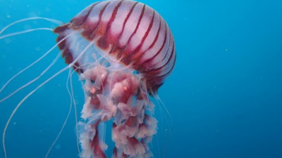 Why We’re Working to Put Africa’s Jellyfish on the Map