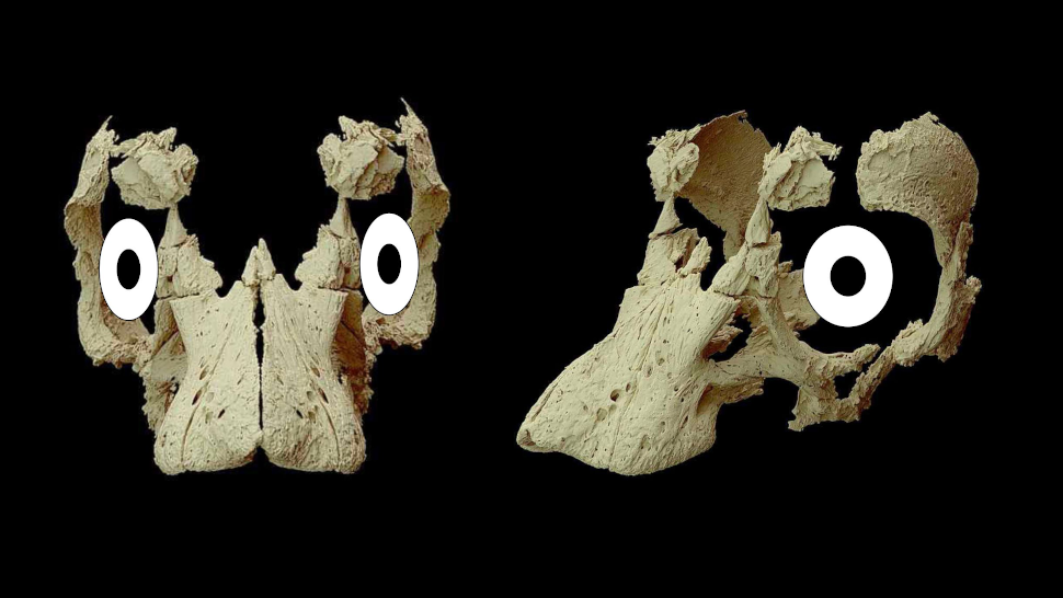 Digital reconstruction of the embryonic sauropod skull, with eyes added to show forward-looking direction. (Image: Kundrat et al. /Current Biology)